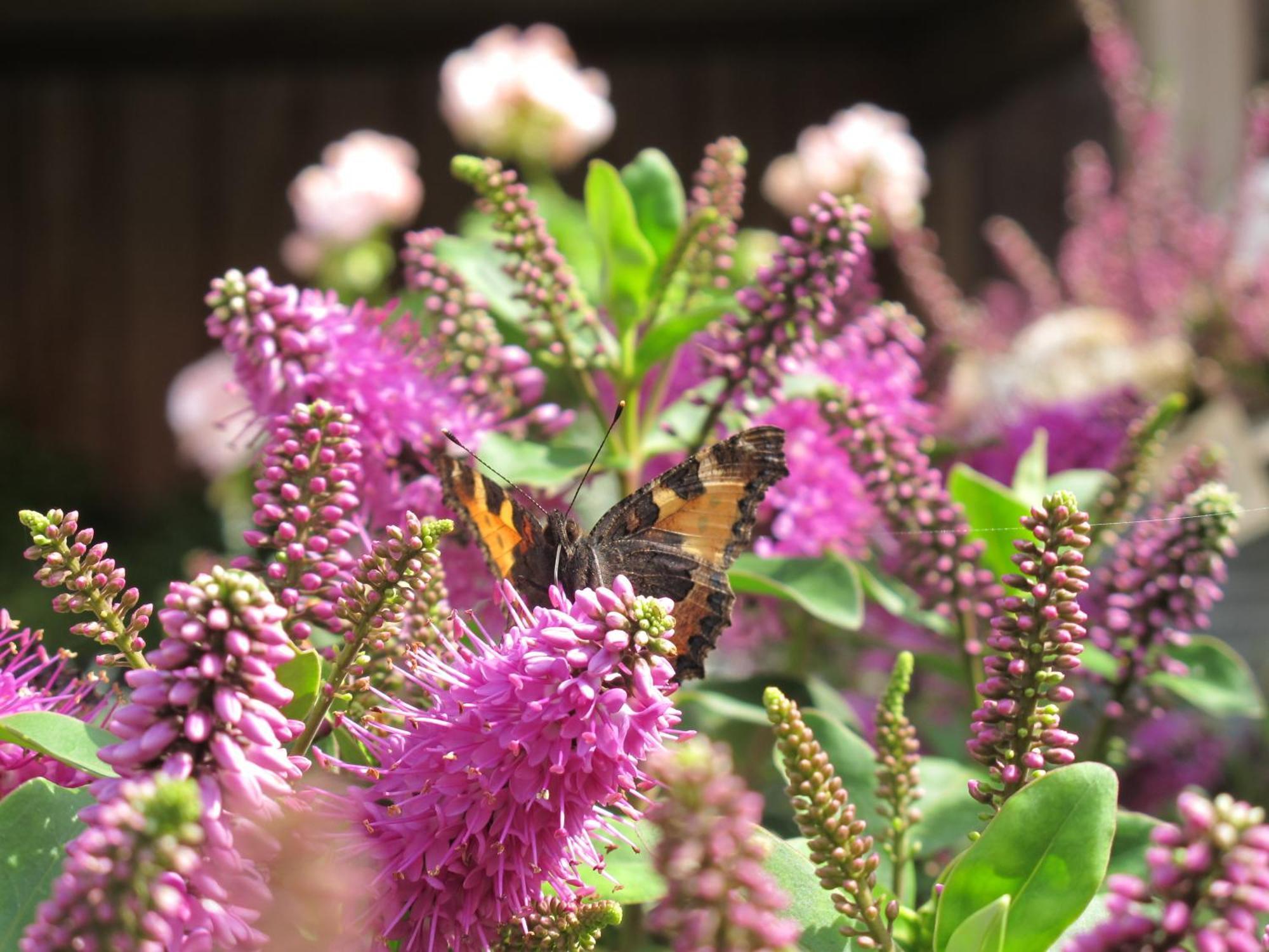 Birkende Bed And Breakfast Langeskov エクステリア 写真